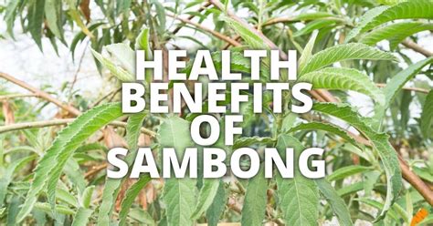 sambong benefits|Potential Health Benefits of Sambong.